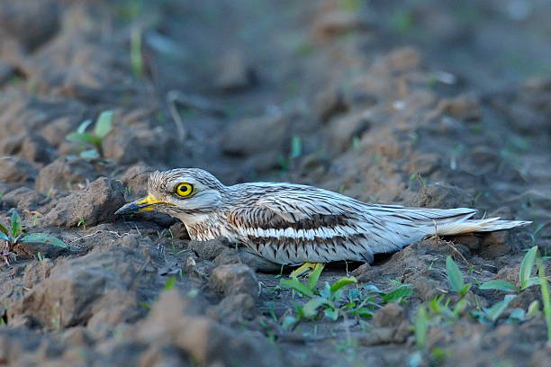 Burhinus oedicnemus (Eurasian Thick-knee, Eurasian Stone-curlew , Stone Curlew ) in natural habitat