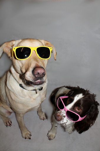 Manny And Harvey In Sunnies Stock Photo - Download Image Now - 2015 ...