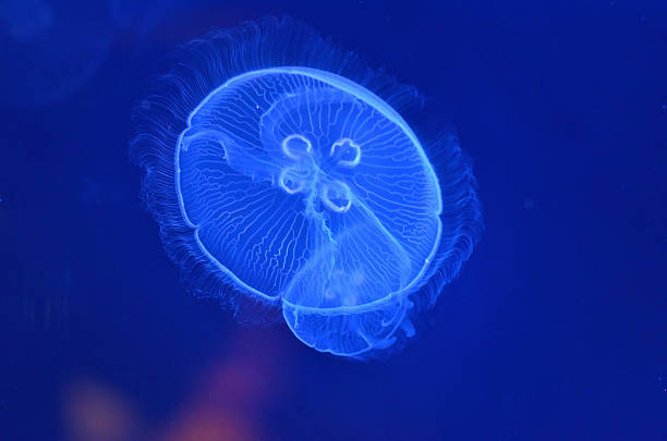 istock underwater image of jellyfishes 534137455