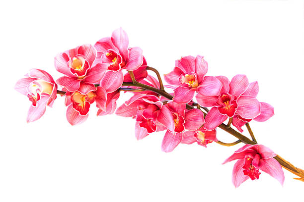 istock Flower Orchid close up isolated on white background 534137613