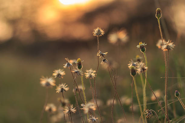 istock flower grass softlight soft focus sunset vintage 534137704