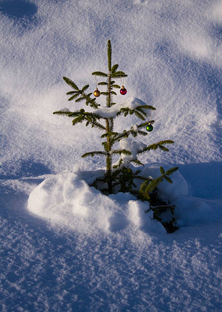 istock Christmas tree, located in Scotland 534137753
