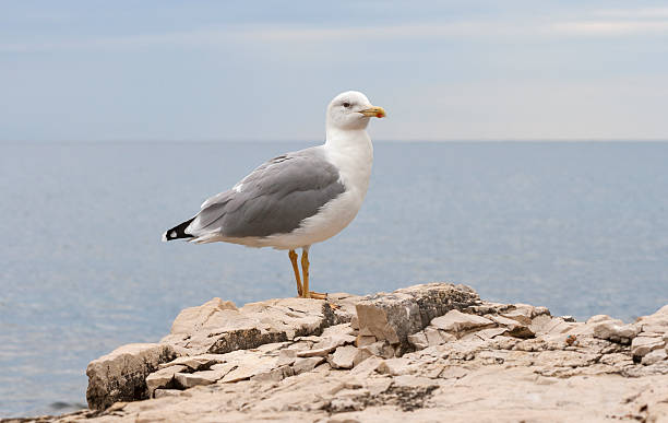 istock Seagull standing on sea stone and looking at camera 534137861