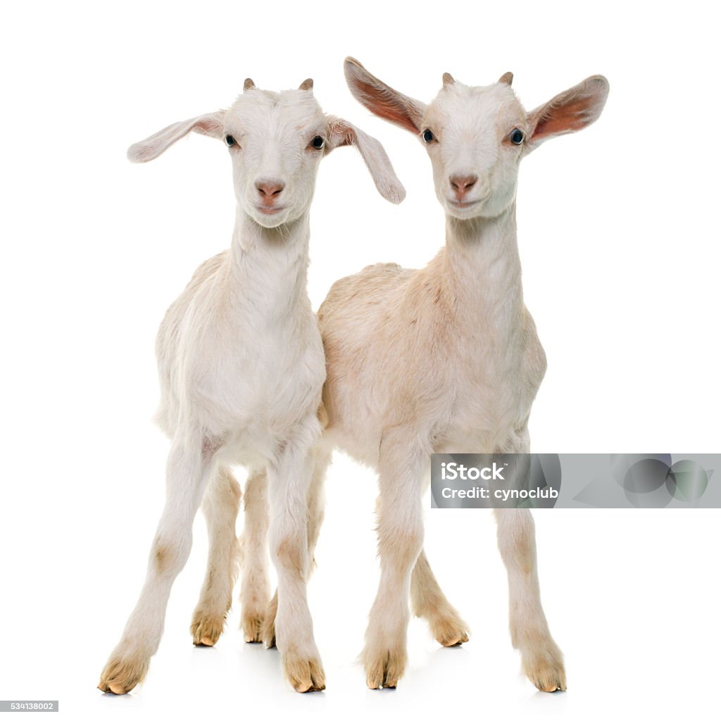 two white kids white kids in front of white background White Background Stock Photo