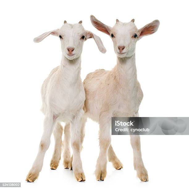 Two White Kids Stock Photo - Download Image Now - White Background, Cut Out, Lamb - Animal