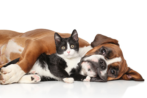 Close-up cat and dog together lying on the floor