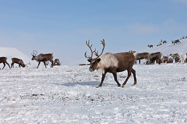 istock Group of caribou 534138356