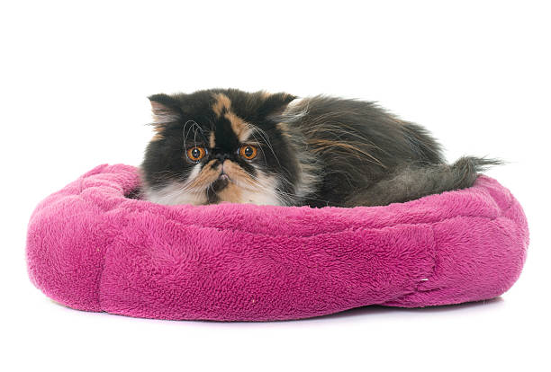 istock tricolor persian cat 534138654