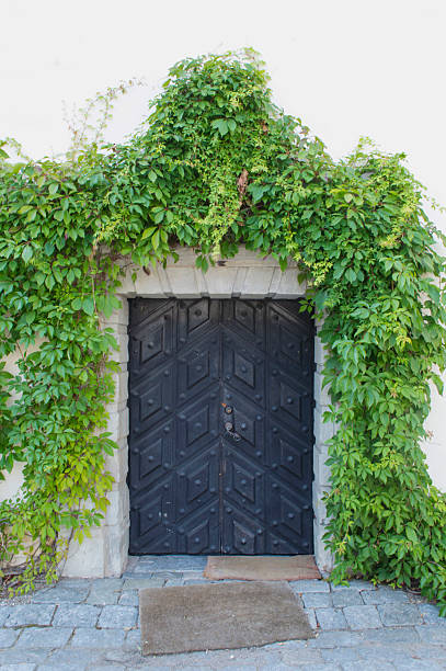 istock Old Door on the Ivy Covered Exterior Wall 534138815