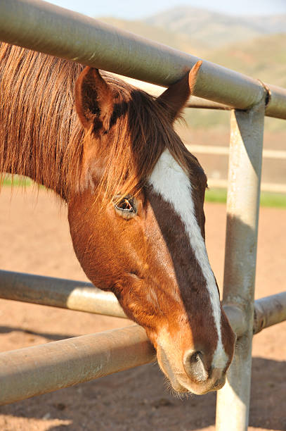 istock Horse in a corral with dirt ground 534139011