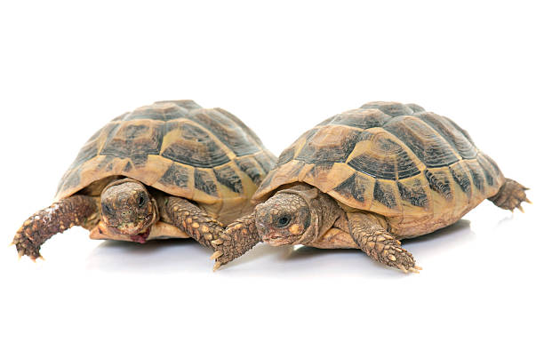 istock Testudo hermanni tortoise 534139040