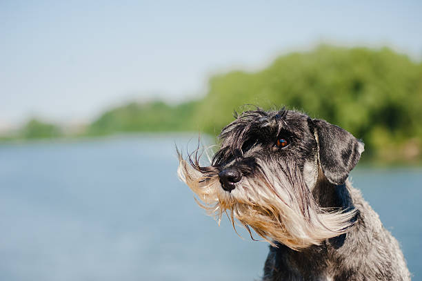 istock dreamy Schnauzer on a blue background 534139087