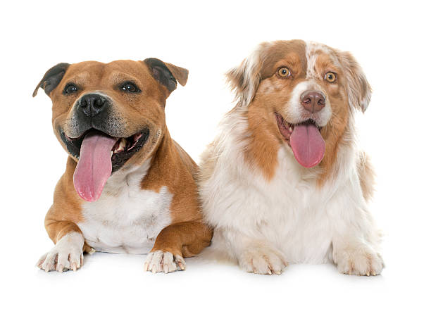 istock staffordshire bull terrier and australian shepherd 534139270