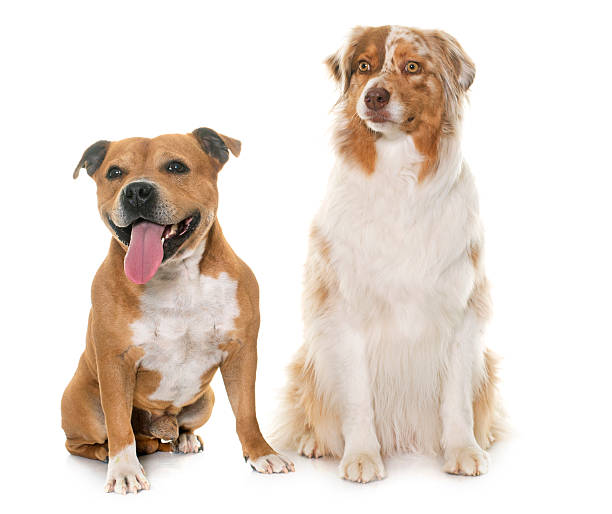 istock staffordshire bull terrier and australian shepherd 534139310