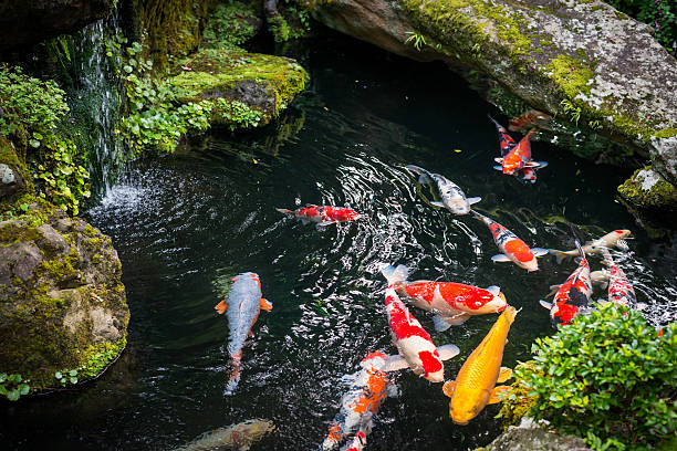 hermoso estanque con peces koi japón - charca fotografías e imágenes de stock
