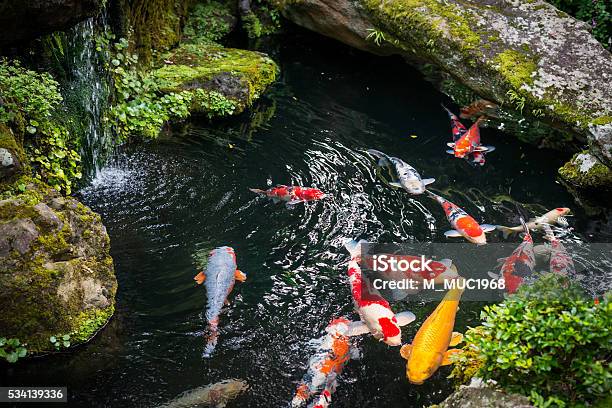 Beautiful Koi Pond Japan Stock Photo - Download Image Now - Pond, Koi Carp, Fish