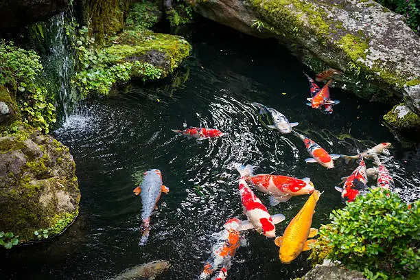 Photo of Beautiful Koi pond japan