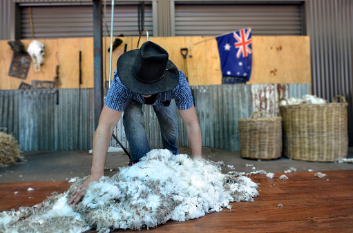 Queensland, Australia - November 04, 2014: Australian Sheep shearer collets wool during work in Queensland, Australia. Australia have mainly Merinos Wool. Each year over 150 million sheep are shorn by the shearers in Australia.