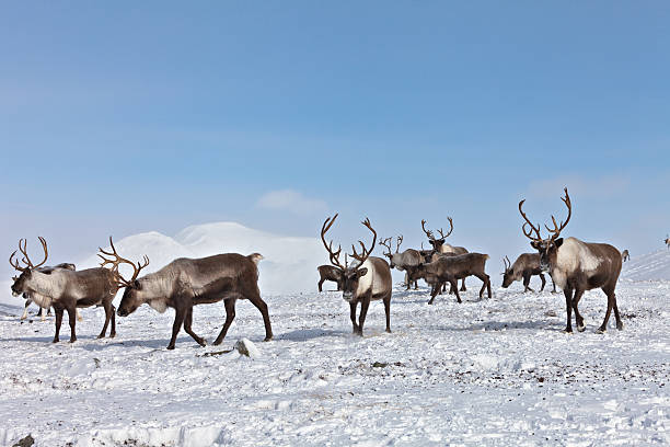istock Group of caribou 534139686