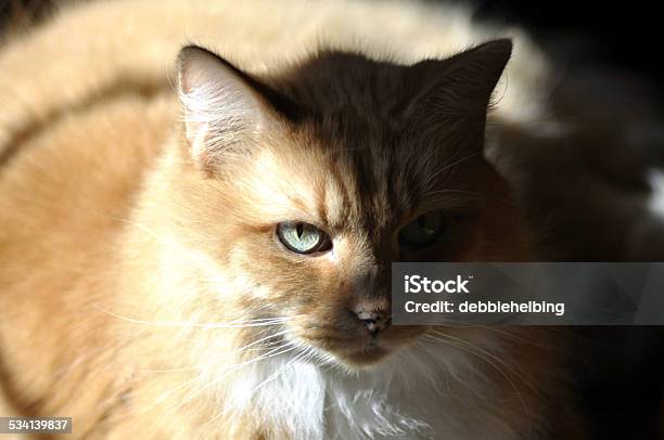 Orange Cat Laying In Sunlight With Interesting Shadowing Stock Photo - Download Image Now