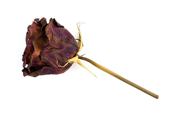 istock Single dead dried rose flower isolated on white 534139869