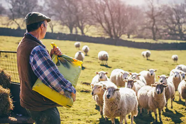 Rear view of a male farmer putting out feed and hay in the field for the sheep.