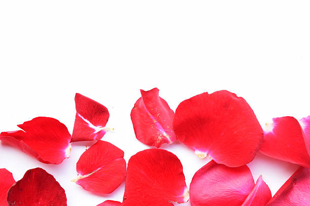 istock red roses for Valentine's Day 534139983