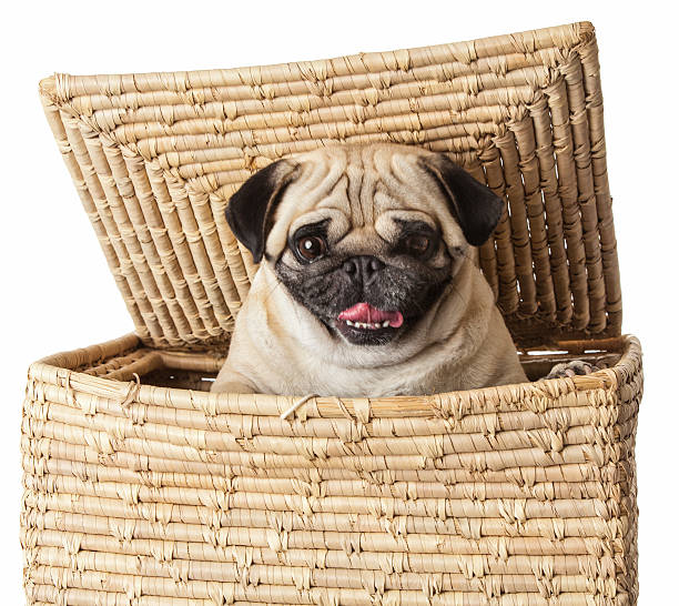 istock pug dog in  box isolated on white background. 534140369