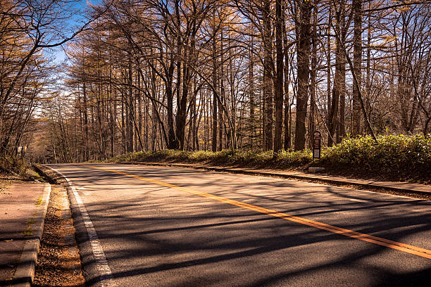 istock dry trees By The Road Inside Of Forest 534140419