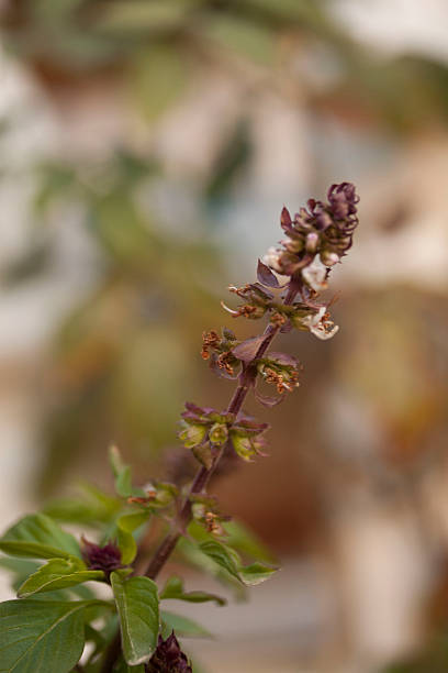 istock Basil Plant in the Garden 534140523