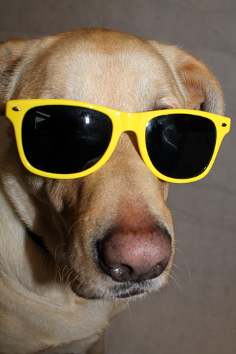 Pure breed golden Labrador male wearing Sunglasses