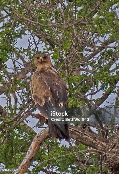 African Eagle Stock Photo - Download Image Now - 2015, Animals In The Wild, Bird