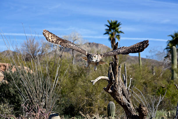 素晴らしいミミズク素晴らしい棟のスプレッドが表示されます。 - great horned owl cactus owl flying ストックフォトと画像