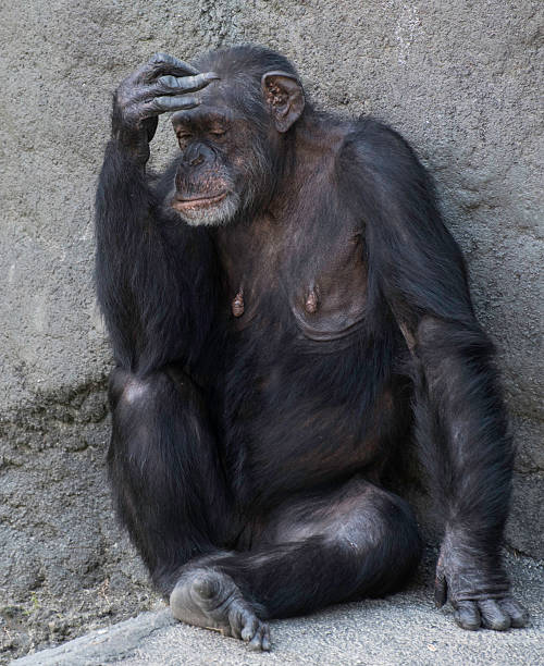 istock Female Chimpanzee Portrait 534155703