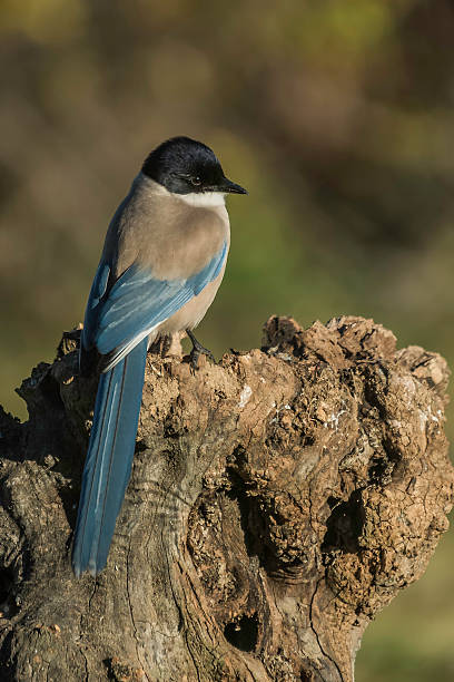 istock Cyanopica cyanus 534156025