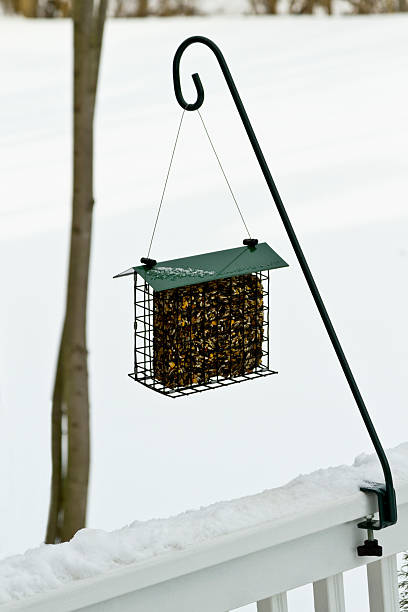 istock Birds need food in snowy, cold winter 534156071