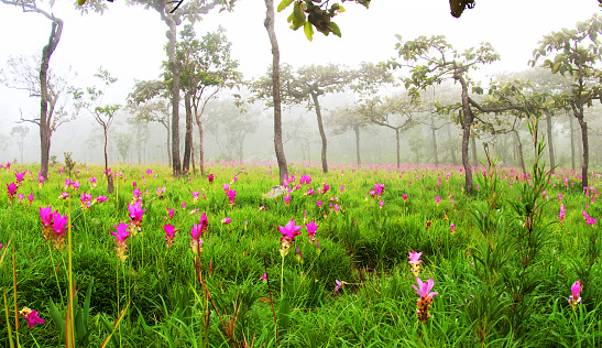 Beautiful siam tulip flowers blooming in the Pa Hin Ngam national park, Thailand