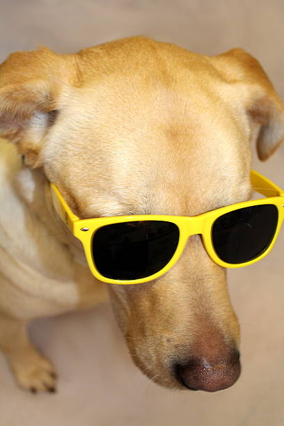 istock Harvey in Sunnies 534156655
