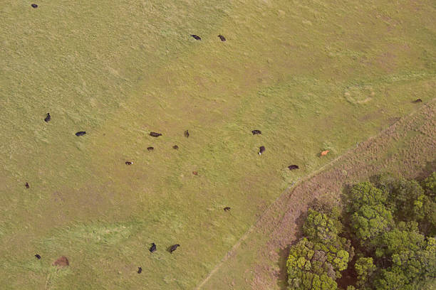 istock Aerial View of Cows on Green Field 534157831