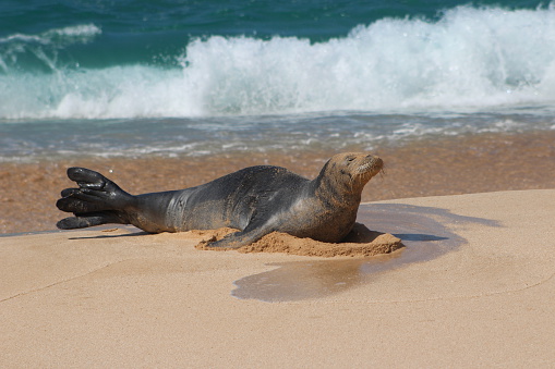 Hawaiian Monk Seal on the beach