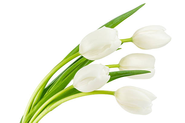 istock Cream colored tulips isolated on white 534159763