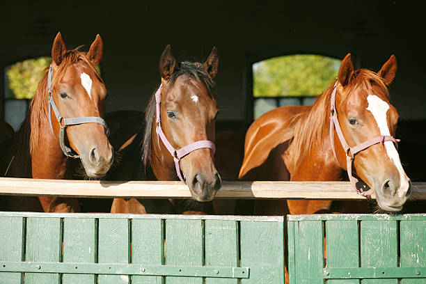 istock Nice thoroughbred foals in the stable door 534160581