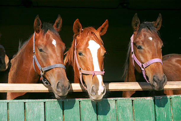 istock Warm blood thoroughbred horses at the barn door 534160583