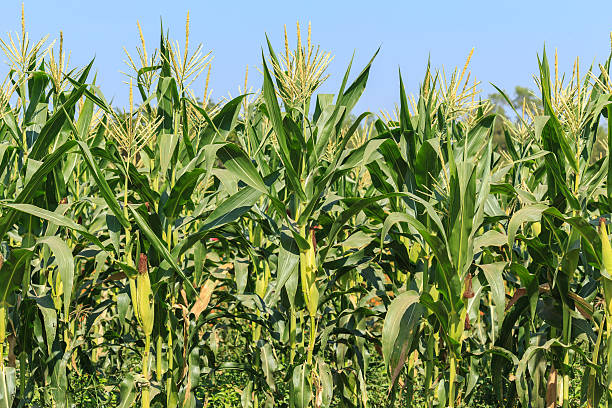 istock green field of corn growing up at Thailand 534161051