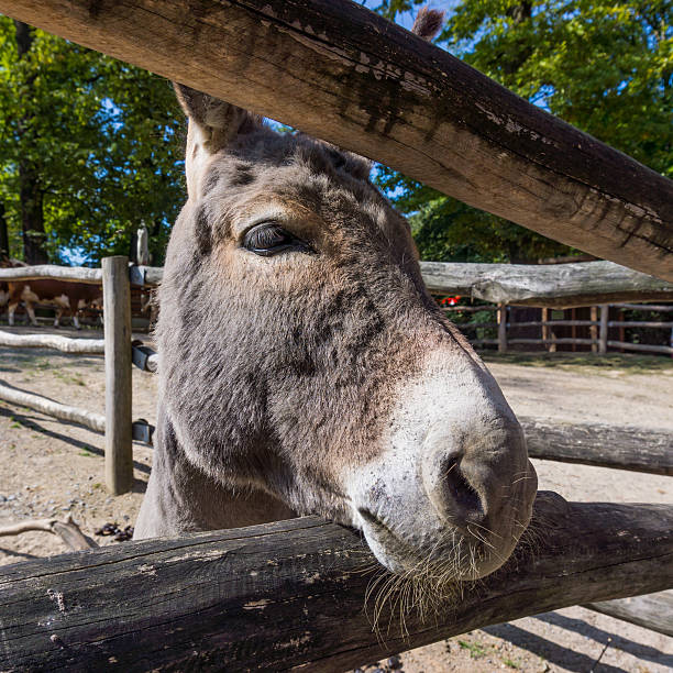 istock Friendly donkey.  head of a small donkey 534161679