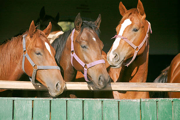 istock Three beautiful thoroughbred horses at the barn door 534161811