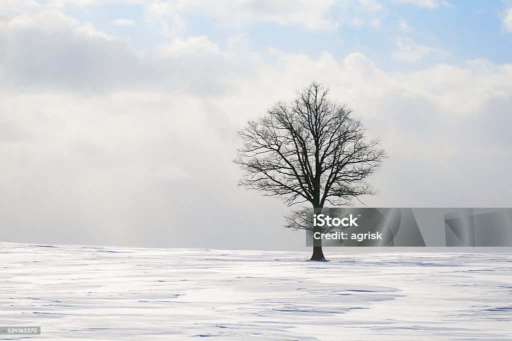 Tree in winter A lone tree in the middle of snow covered field 2015 Stock Photo