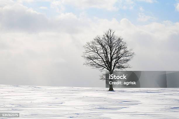 Tree In Winter Stock Photo - Download Image Now - 2015, Agricultural Field, Eastern Europe