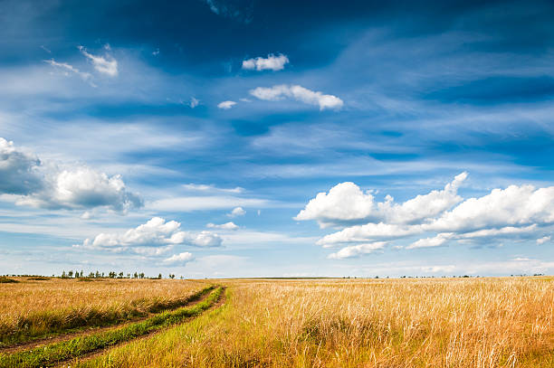 istock Road In the field and blue sky 534162961