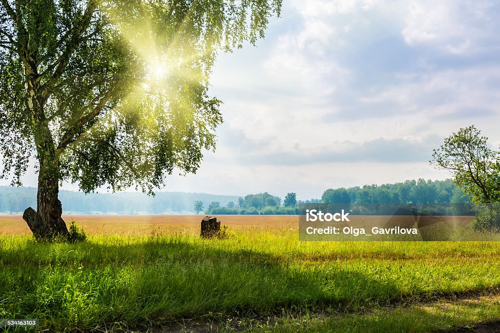 Beautiful big birch tree in a meadow with sunny beams Beautiful big birch tree in a meadow with sunny beams. Beautiful summer landscape. Sunrise in forest 2015 Stock Photo